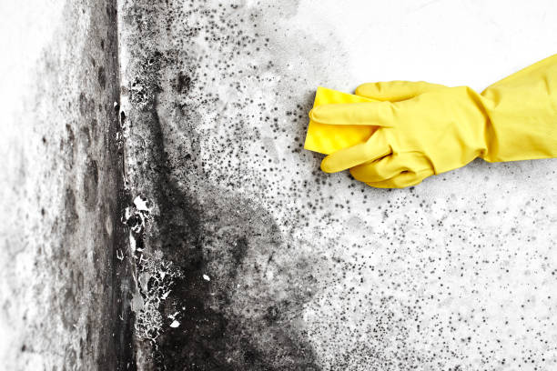 Best Environmental Consulting for Mold Prevention  in Provo, UT